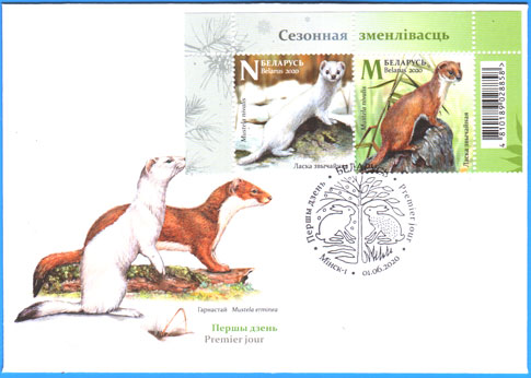 КПД № 1363-1364. Сезонная изменчивость. Ласка обыкновенная.