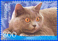 Марка № 589. Британская короткошерстная кошка.