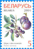 № 532. Терн, слива колючая.