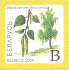 № 555. Береза повислая.